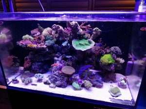 Verfijnen Groot Geniet Dessens Aquarium Speciaalzaak | Dessens